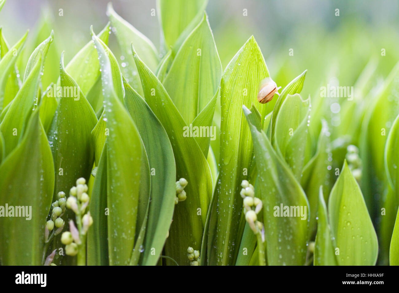 leaf, closeup, garden, flower, plant, spring, lilies, nature, leaf ...