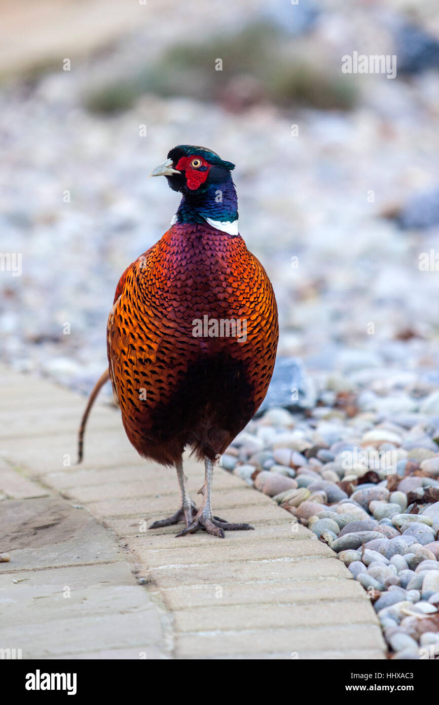 A male cock ring necked pheasant (phasianus colchicus) walks across a garden patio during winter in Devon. Stock Photo