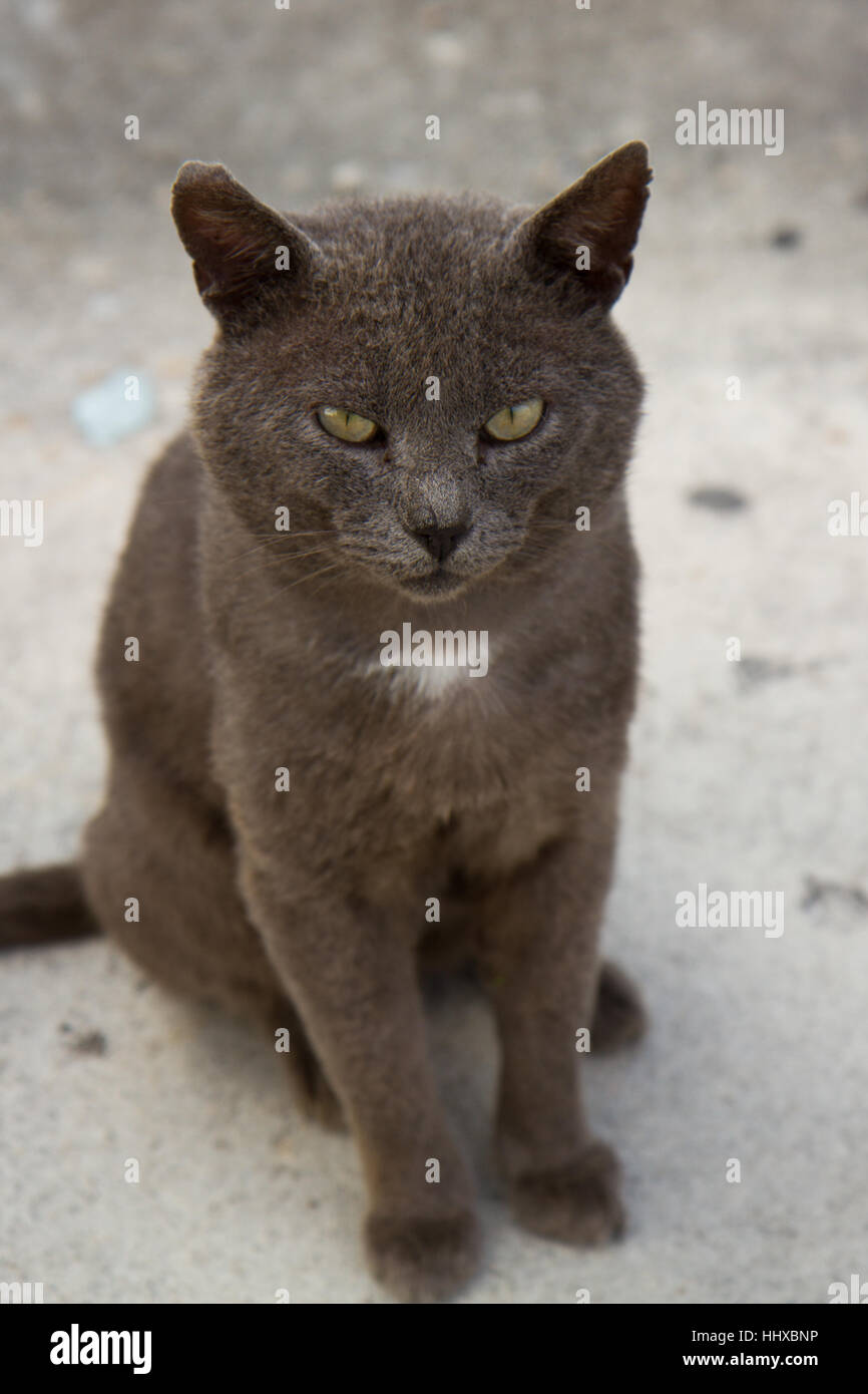 grey cat with yellow eyes and a white chest sitting on concrete looking up Stock Photo