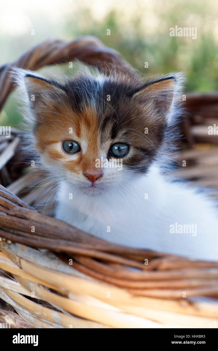Calico kitten sitting in a basket outdoors and looking at camera Stock Photo