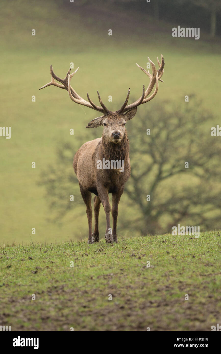 red deer stag standing in a field Stock Photo