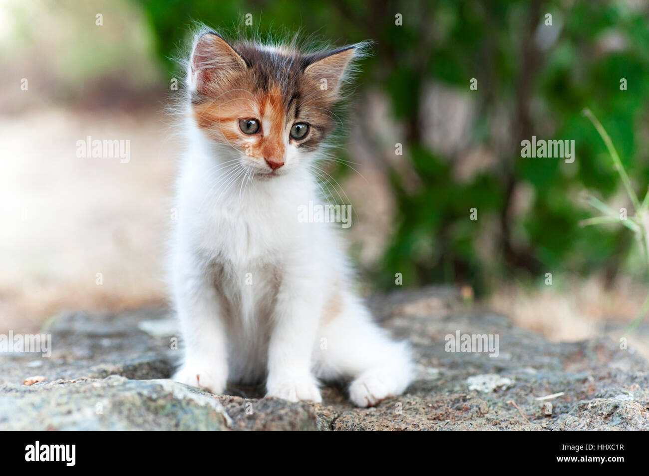 Calico kitten sitting on a rock in the garden Stock Photo - Alamy