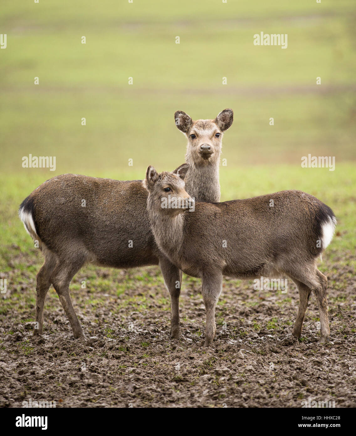 2 small deer standing in a field side on Stock Photo