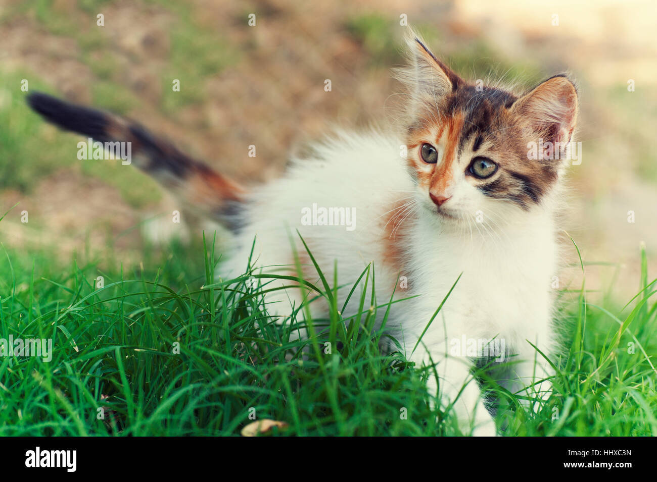 Calico kitten standing in the grass Stock Photo