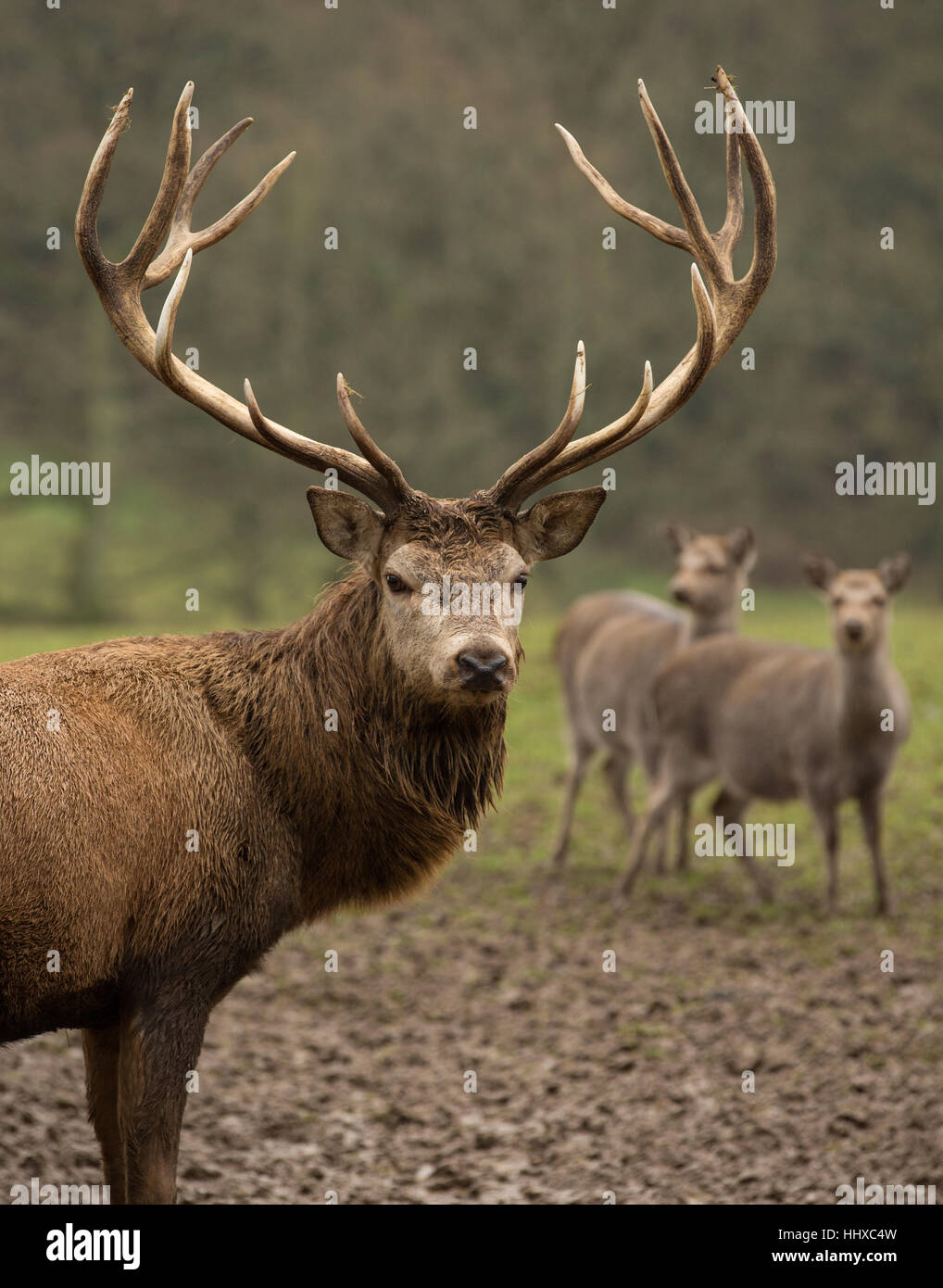red deer stag standing in a field side on with 2 smaller deer in the background Stock Photo
