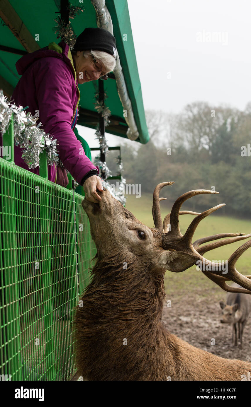 red deer stag being hand fed food from someone standing in a tractor trailer at a deer park Stock Photo