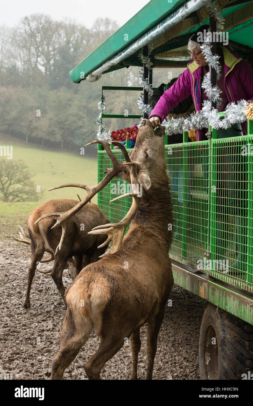 red deer stag being hand fed food from someone standing in a tractor trailer at a deer park Stock Photo