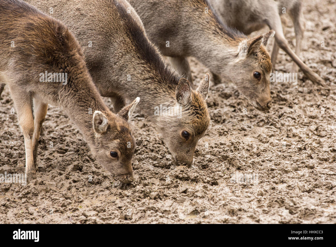 3 small deer searching for food in the mud Stock Photo