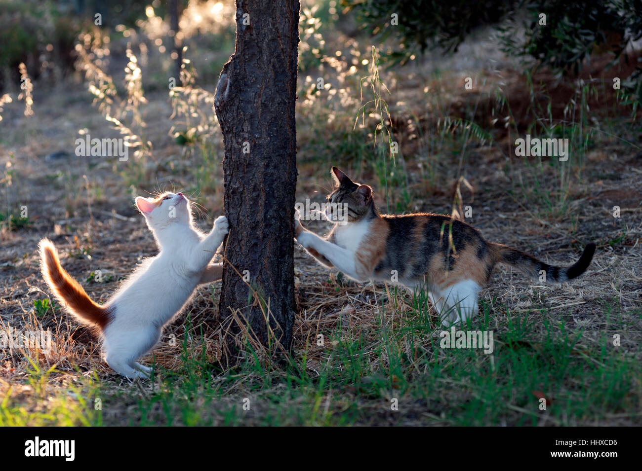 Two young cats playing outdoors Stock Photo Alamy