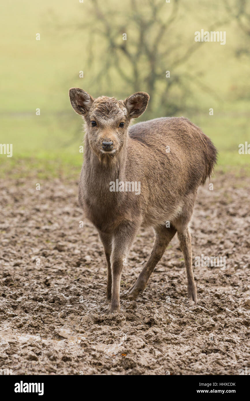 small deer  standing in a muddy field Stock Photo