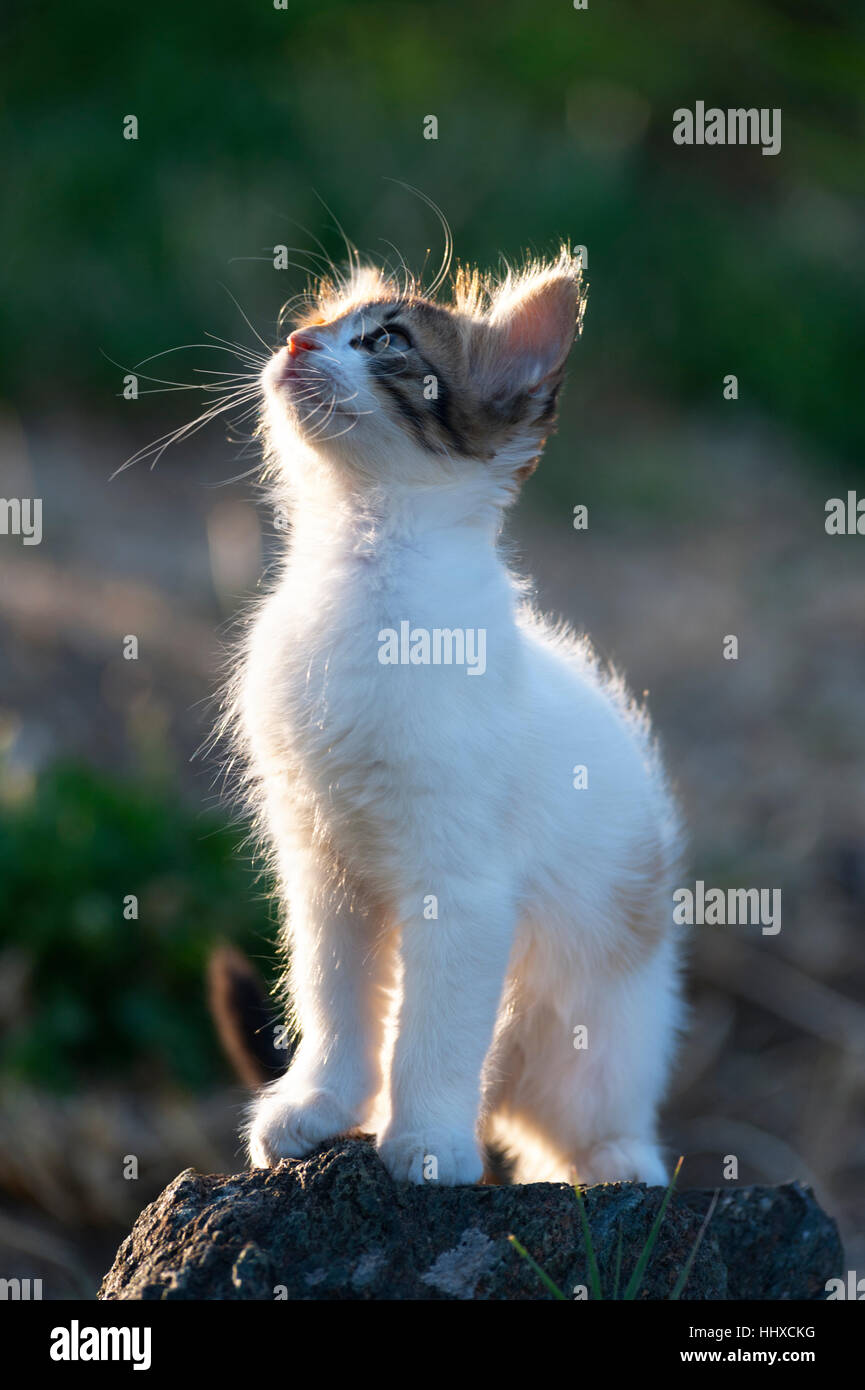 Calico kitten standing on a rock in the garden and looking up Stock ...