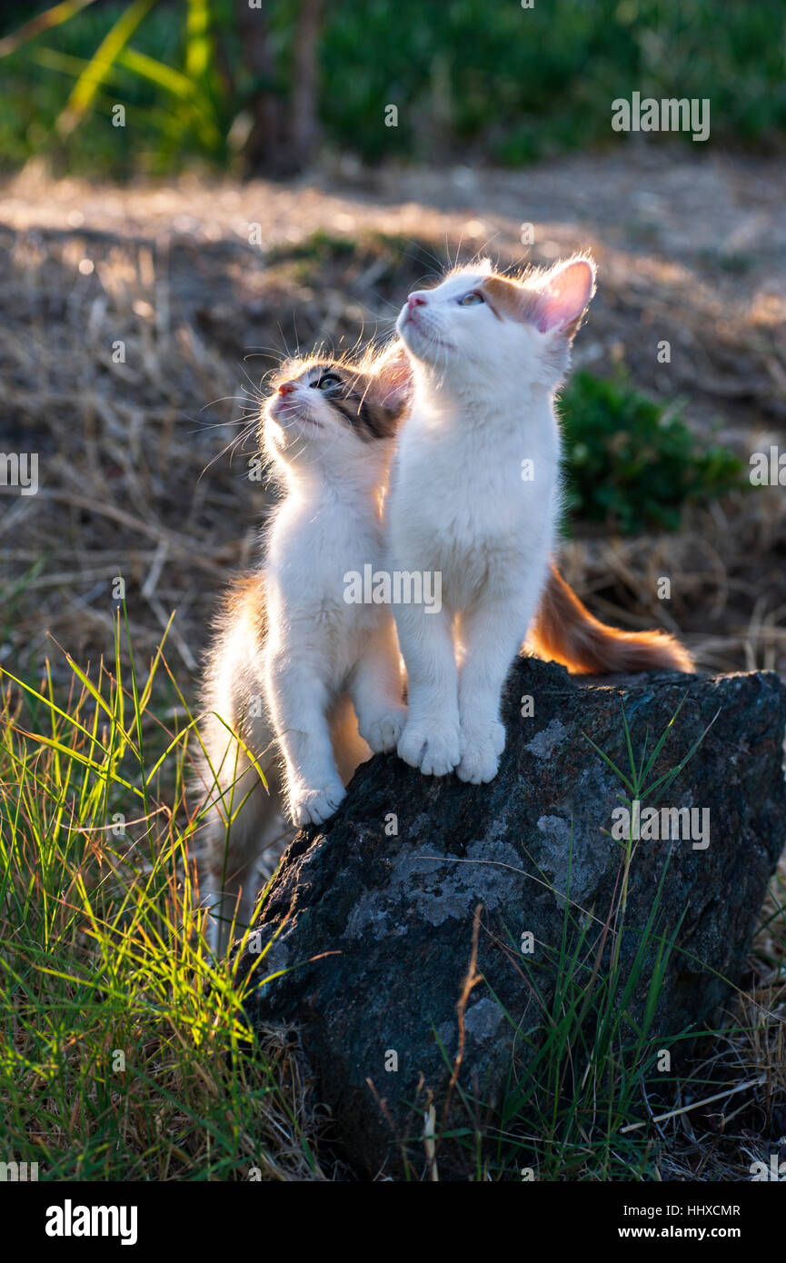 Two kittens standing on a rock side by side and looking up Stock Photo