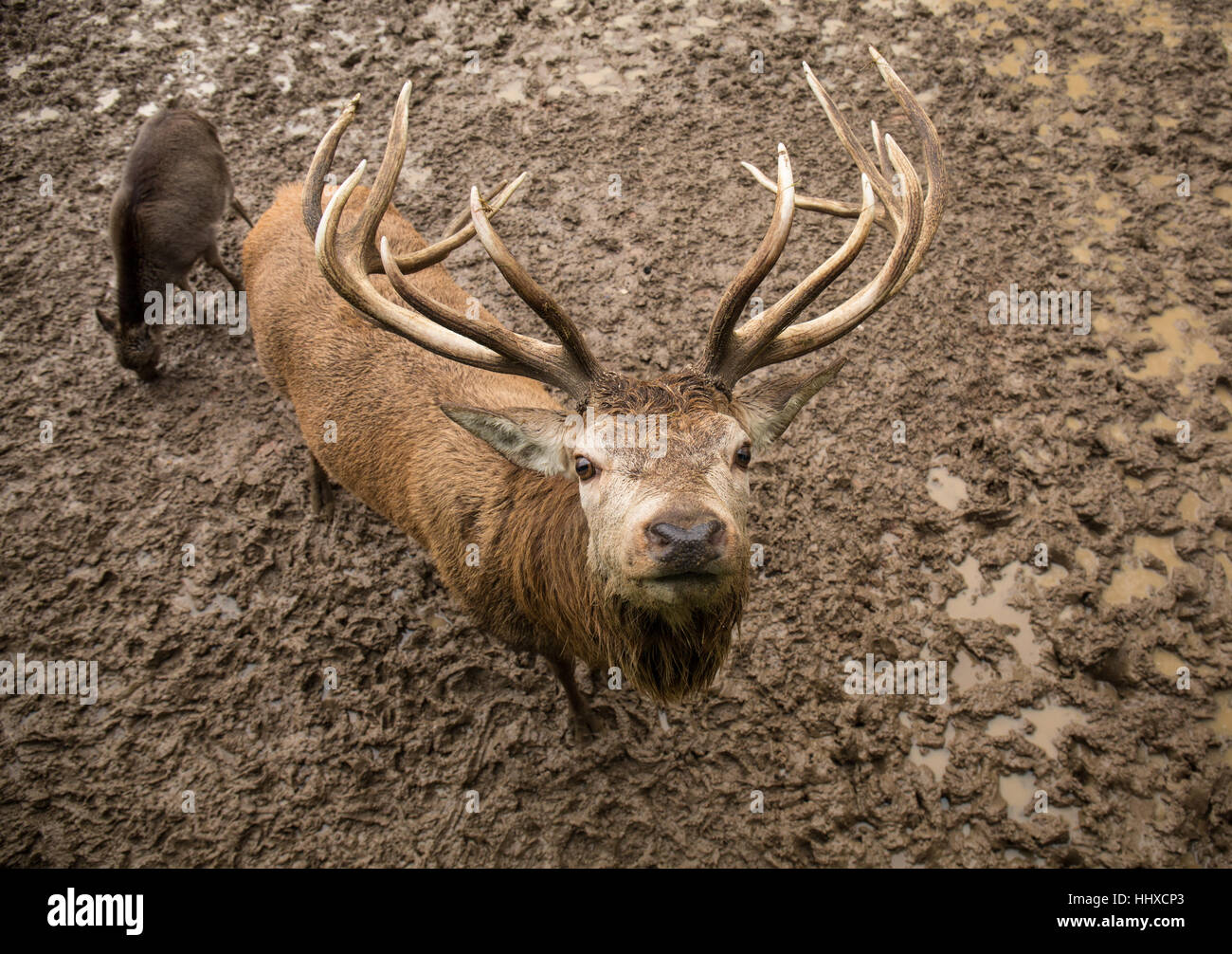red deer stag standing in a muddy field looking up Stock Photo