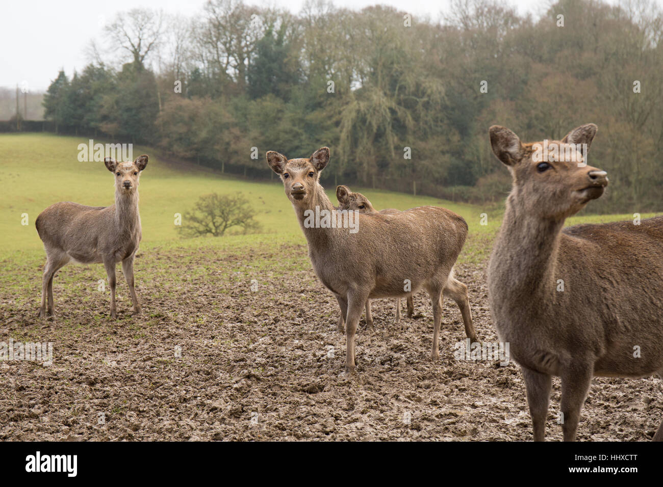 4 small deer standing in a muddy / grassy field Stock Photo