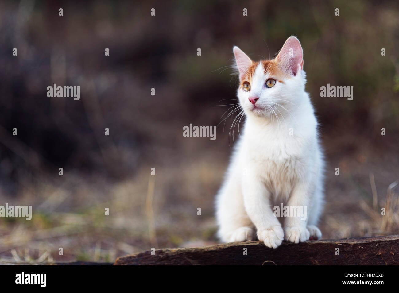 White and red kitten sitting outdoors Stock Photo