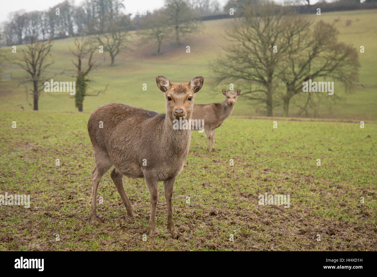 2 small deer standing in a grassy field Stock Photo