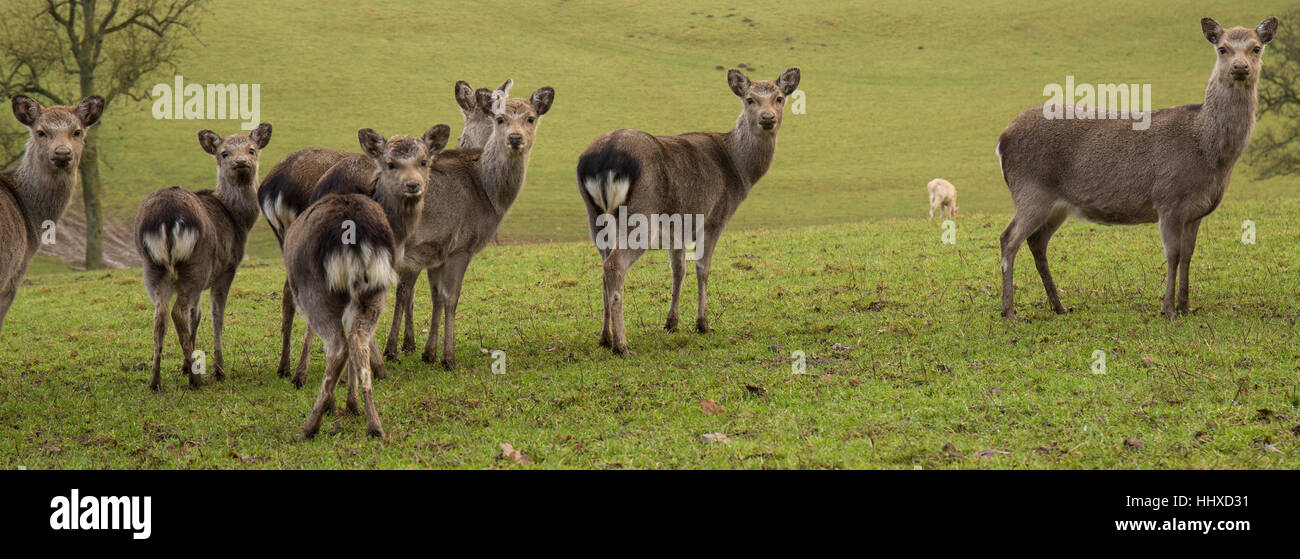 7 small deer standing in a grassy field Stock Photo