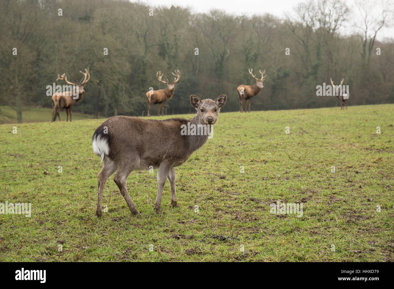 small deer in the foreground with 4 red deer stags standing in the background in a field Stock Photo