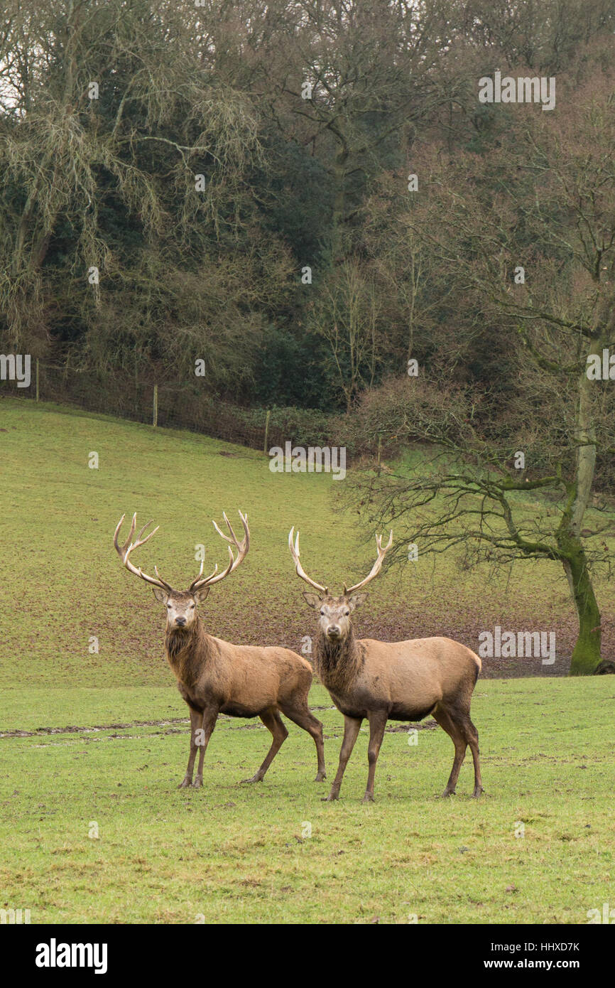 two red deer stags standing next to each eachother in a field Stock Photo
