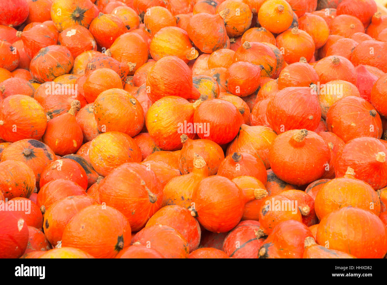 Background with a pile of red kuri squash pumpkins Stock Photo
