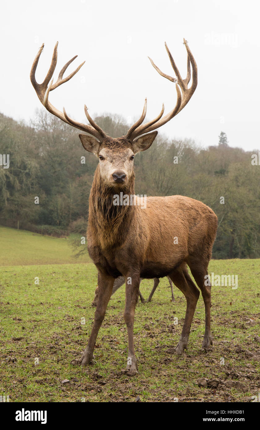red deer stag standing in a field Stock Photo