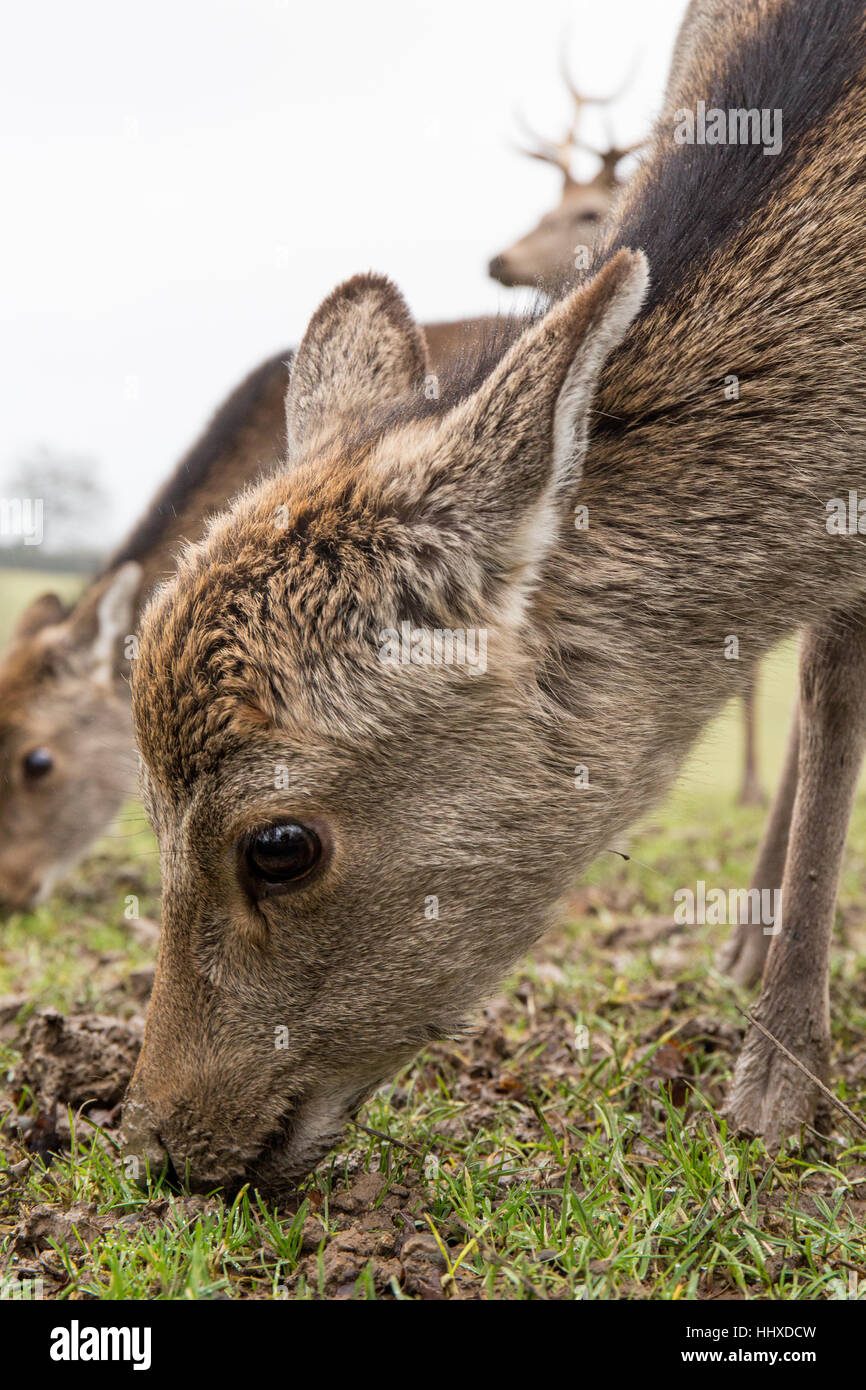 young deer eating the grass in a field Stock Photo