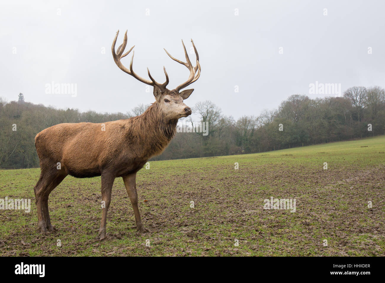 red deer stag standing in a field side on Stock Photo