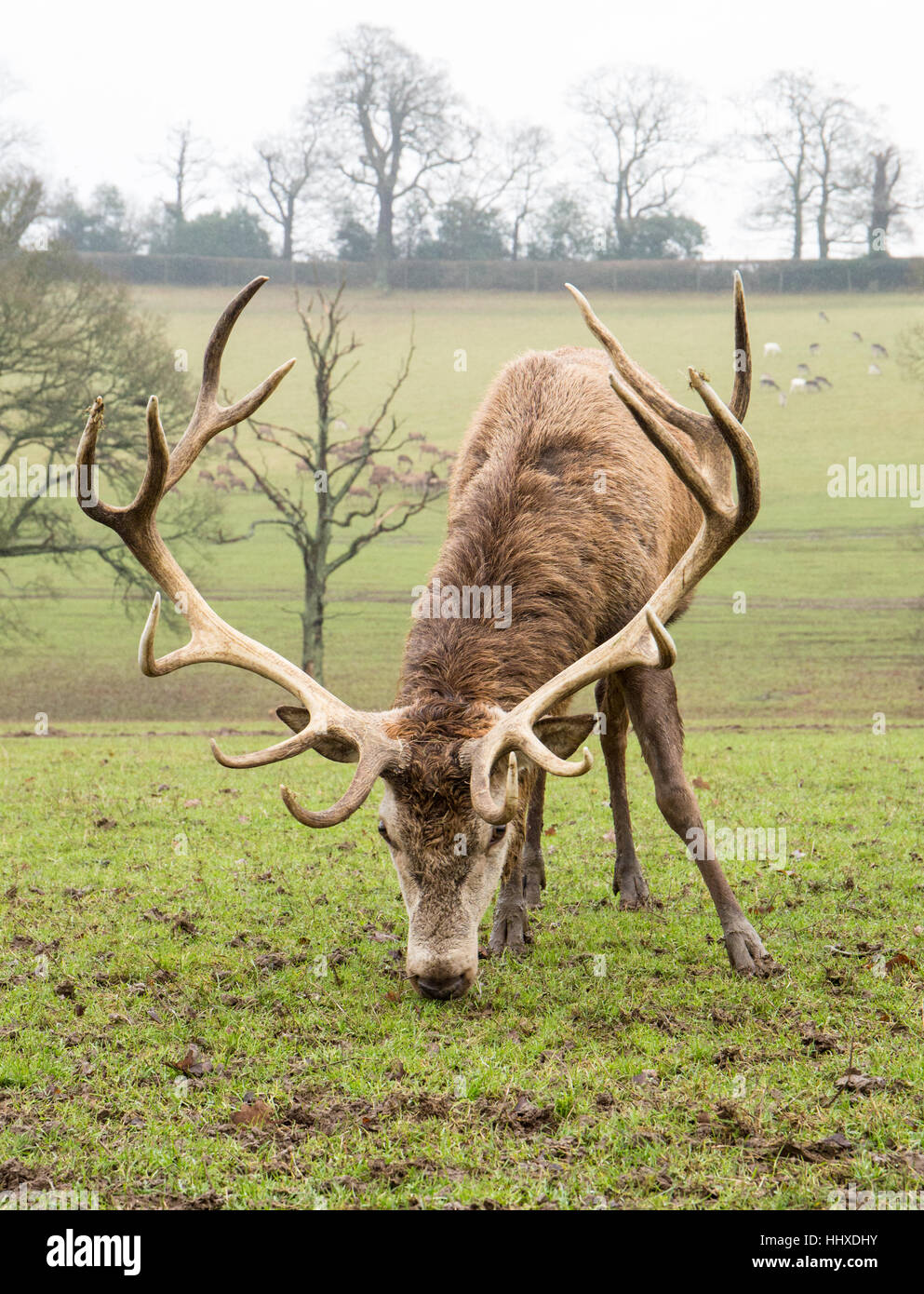 red deer stag bent down eating grass in a field Stock Photo