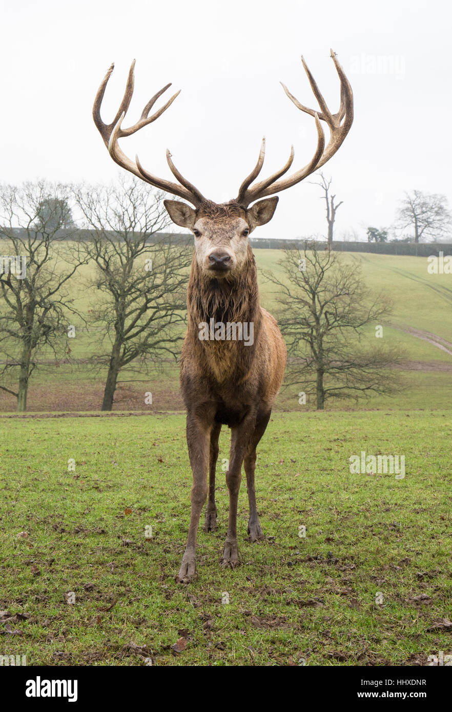 Red deer stag standing in field in front of trees looking at camera Stock Photo