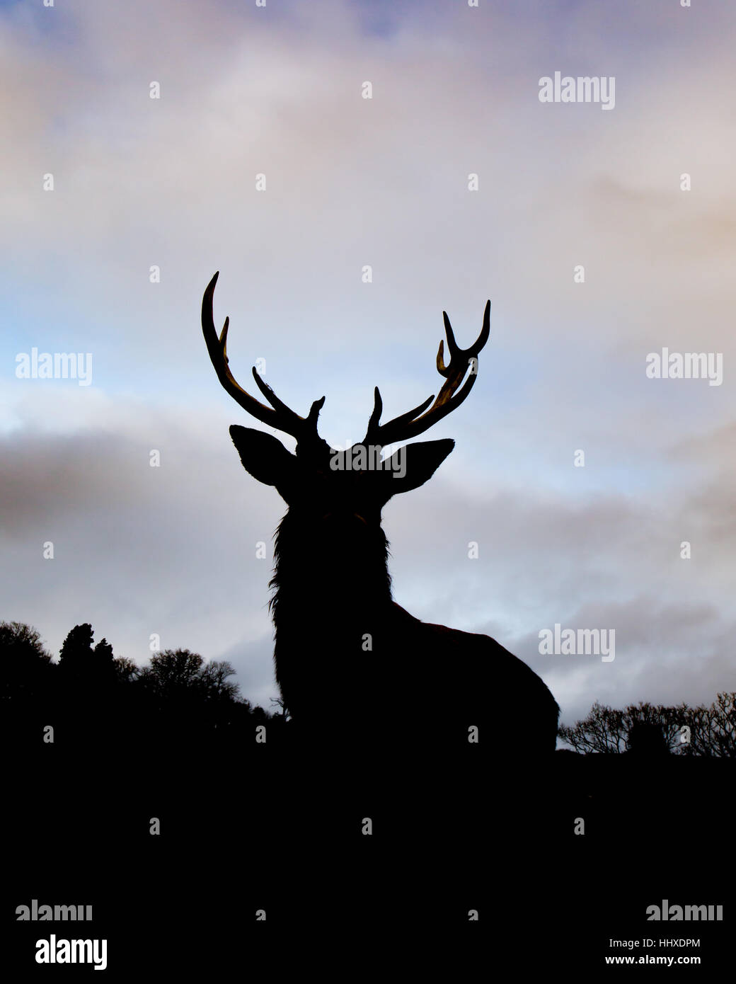 silouette  of a red deer stag with the sunset sky in the background Stock Photo