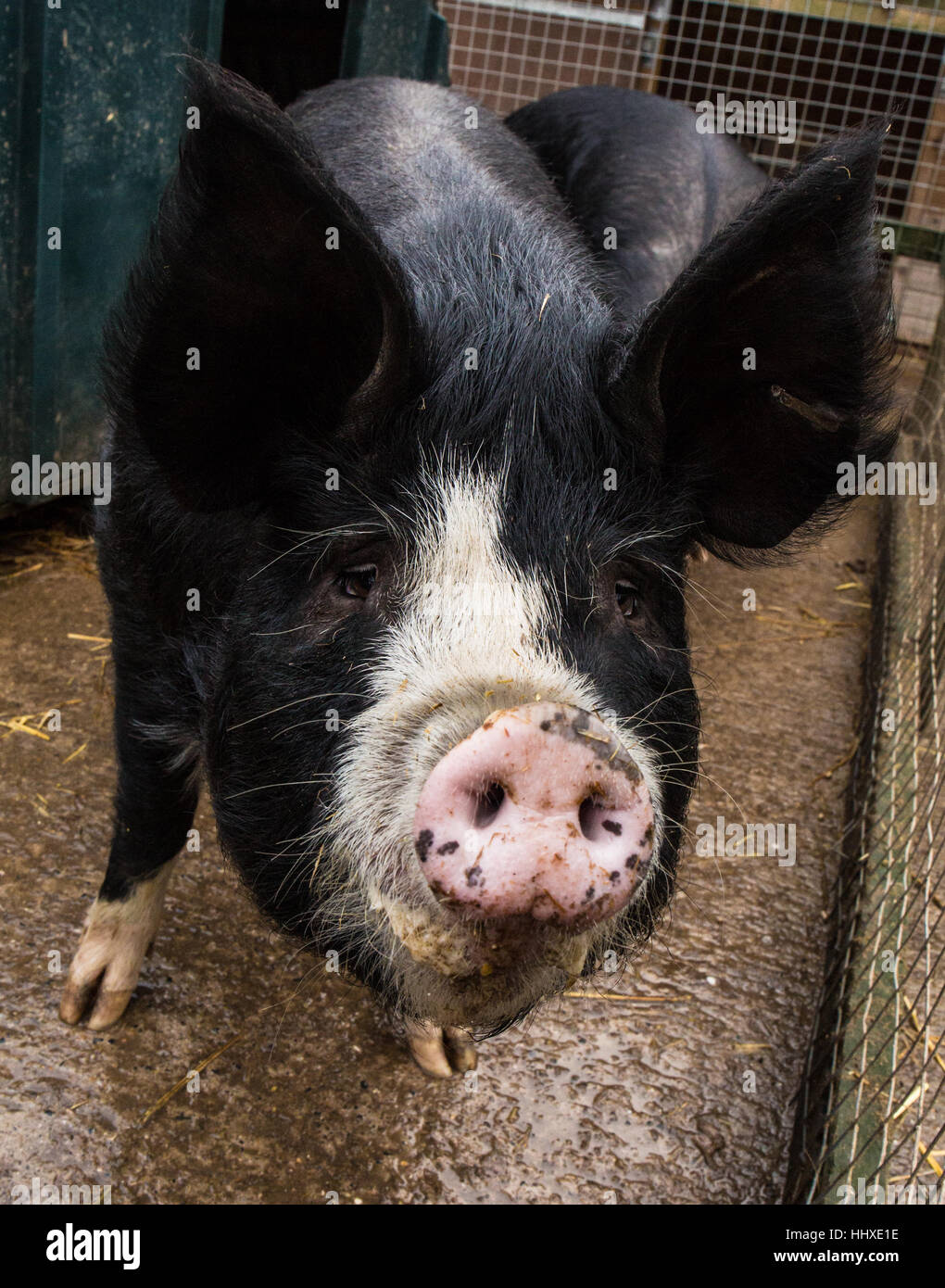 black and white farm pig in a pen looking up Stock Photo