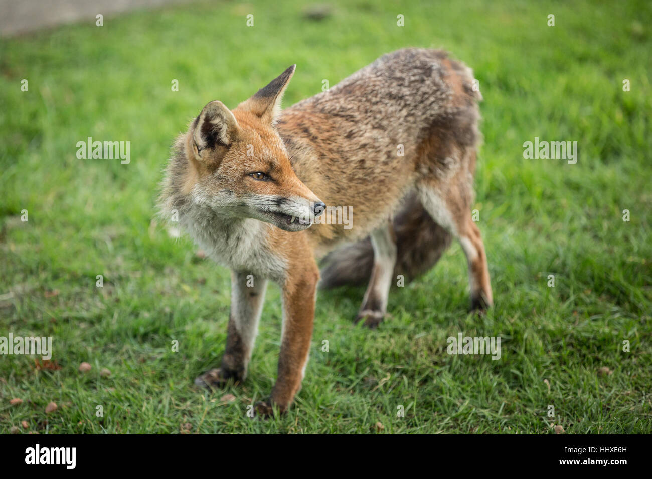 British common fox in someones back garden in an urban area Stock Photo