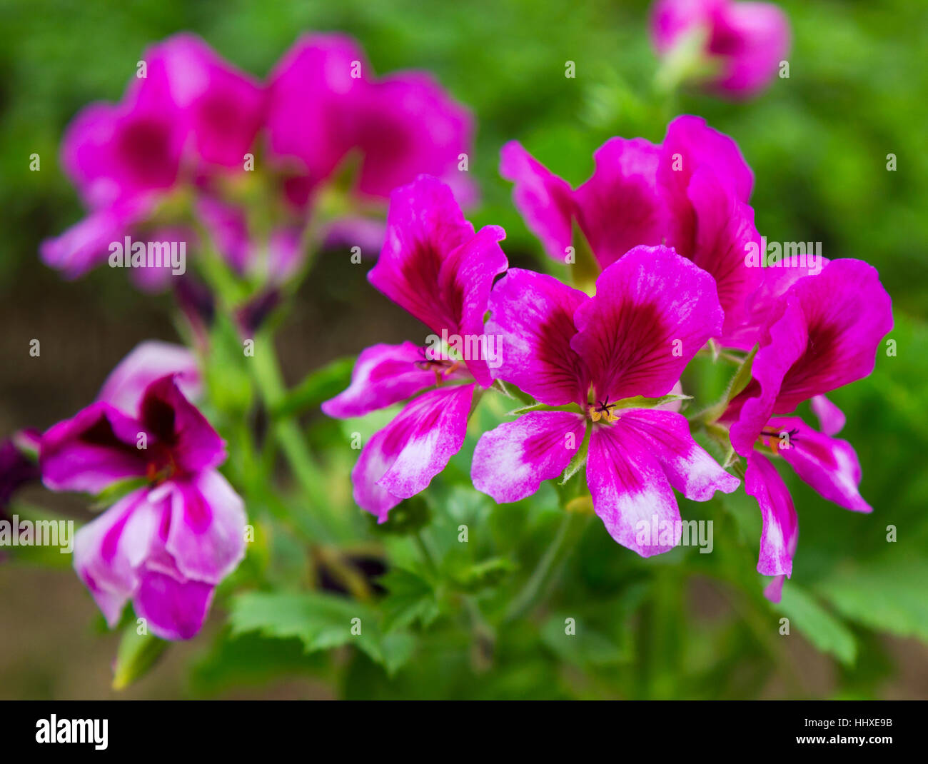 Geranium flower italy hi-res stock photography and images - Alamy