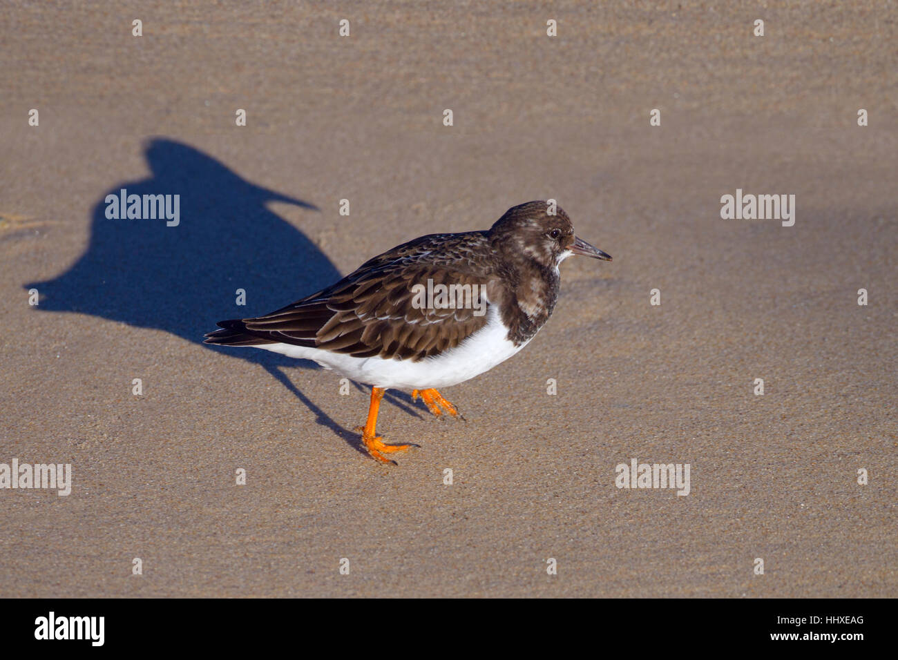 Turnstone Arenaria interpres running on tideline with shadow Stock Photo