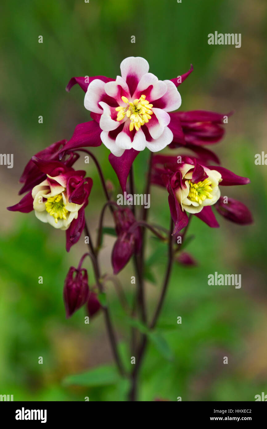 Spring flower closeup Stock Photo - Alamy