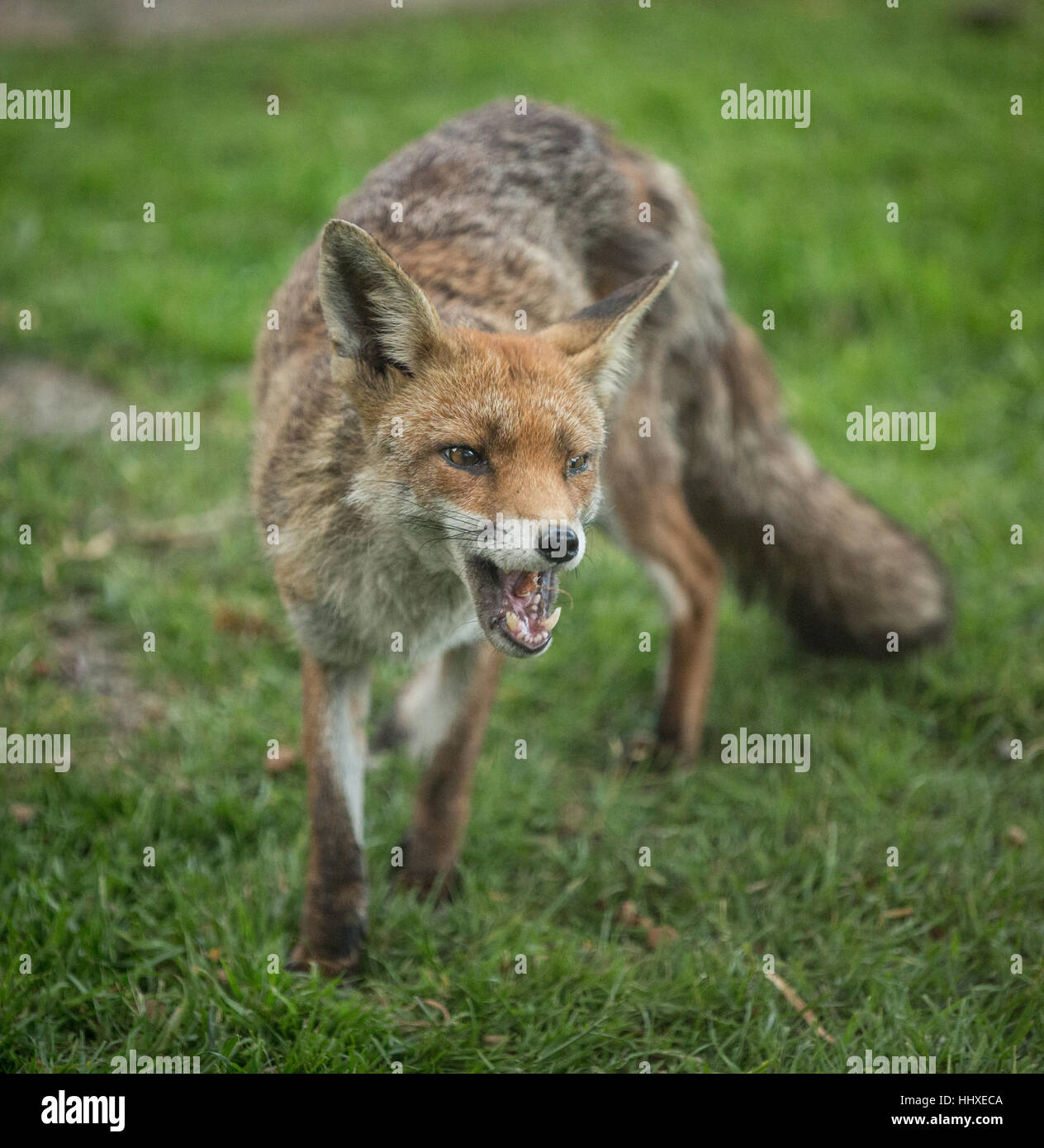 British common fox in someones back garden in an urban area Stock Photo