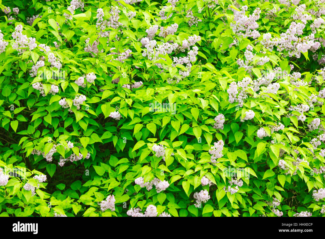 Alberta Fresh Spring Fresh spring flowers Stock Photo - Alamy