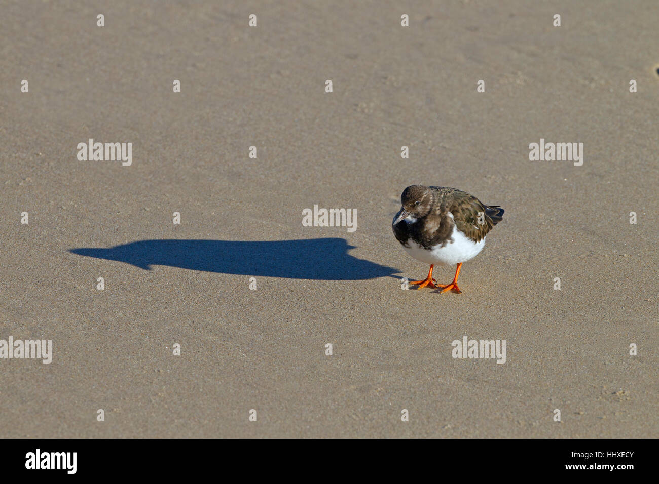 Turnstone Arenaria interpres running on tideline with shadow Stock Photo