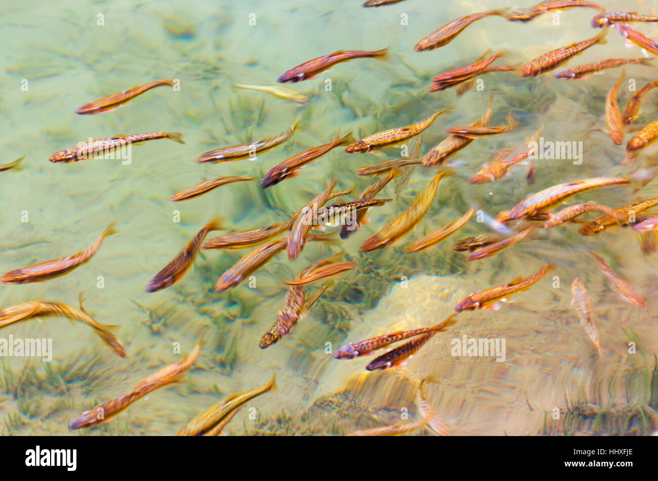 Small fishes swim in the river Stock Photo