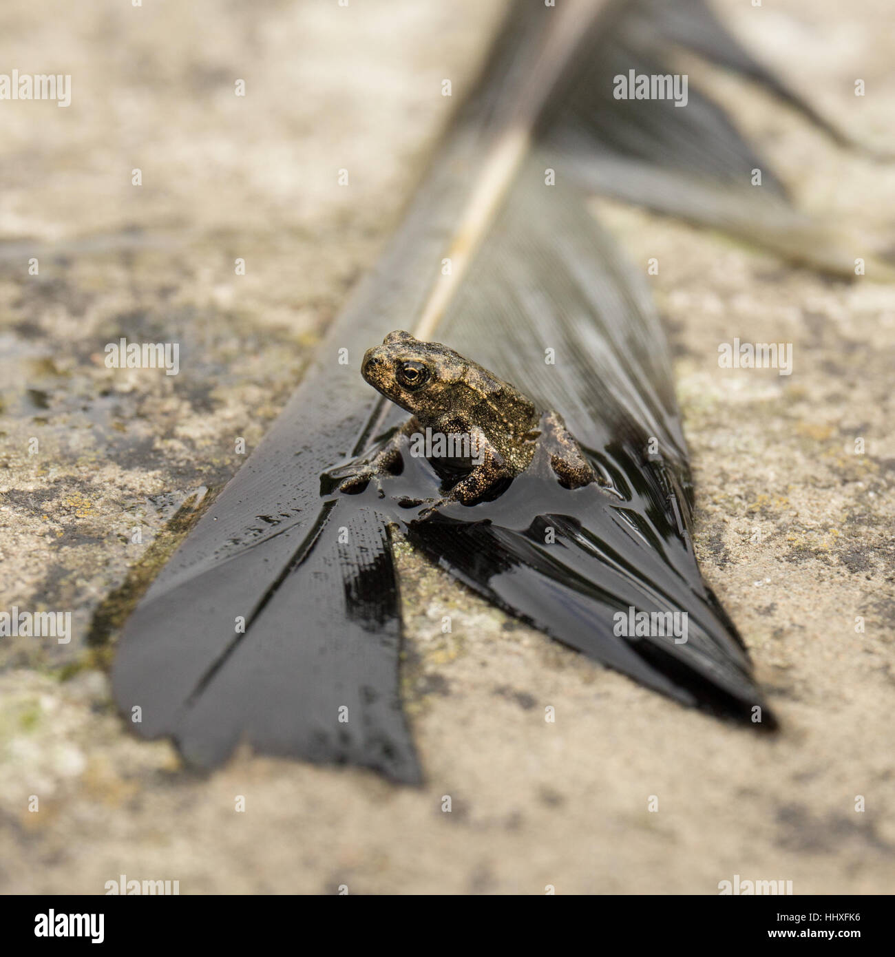 small baby common frog sitting on a wet feather Stock Photo