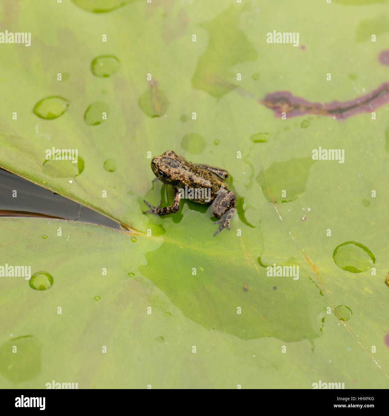 small baby common frog sitting on a waterlily in pond next to water droplets Stock Photo