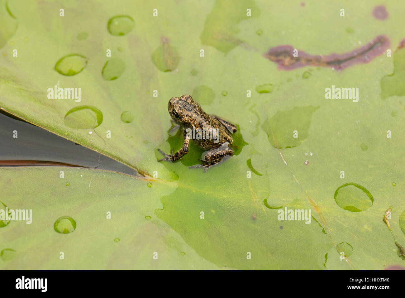 small baby common frog sitting on a waterlily in pond next to water droplets Stock Photo
