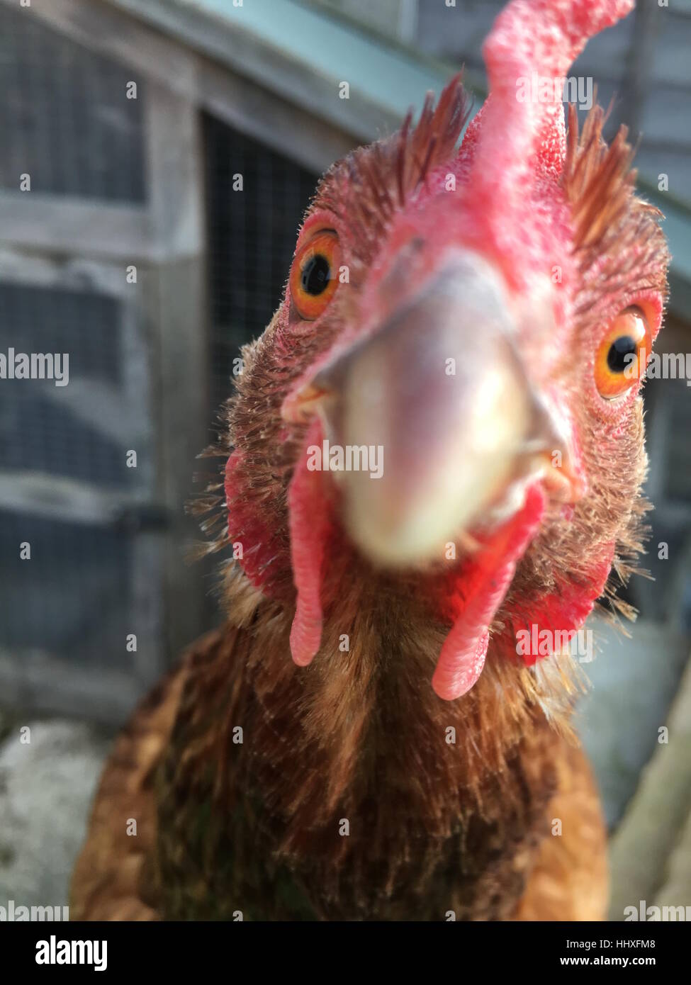close up of chickens face Stock Photo