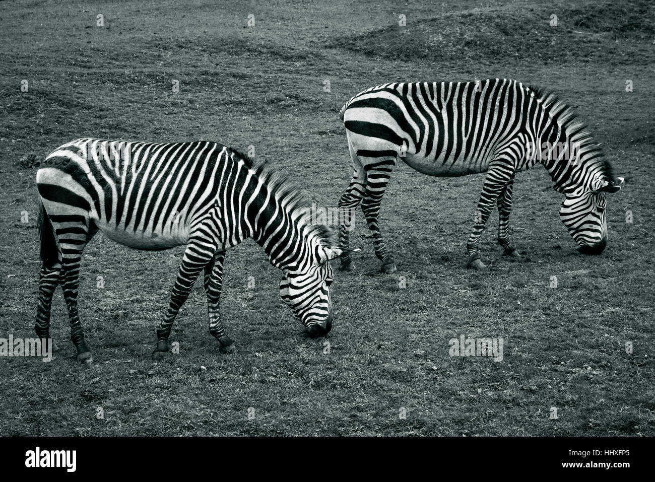 black and white photo of two zebras grazing on the grass at paignton zoo Stock Photo