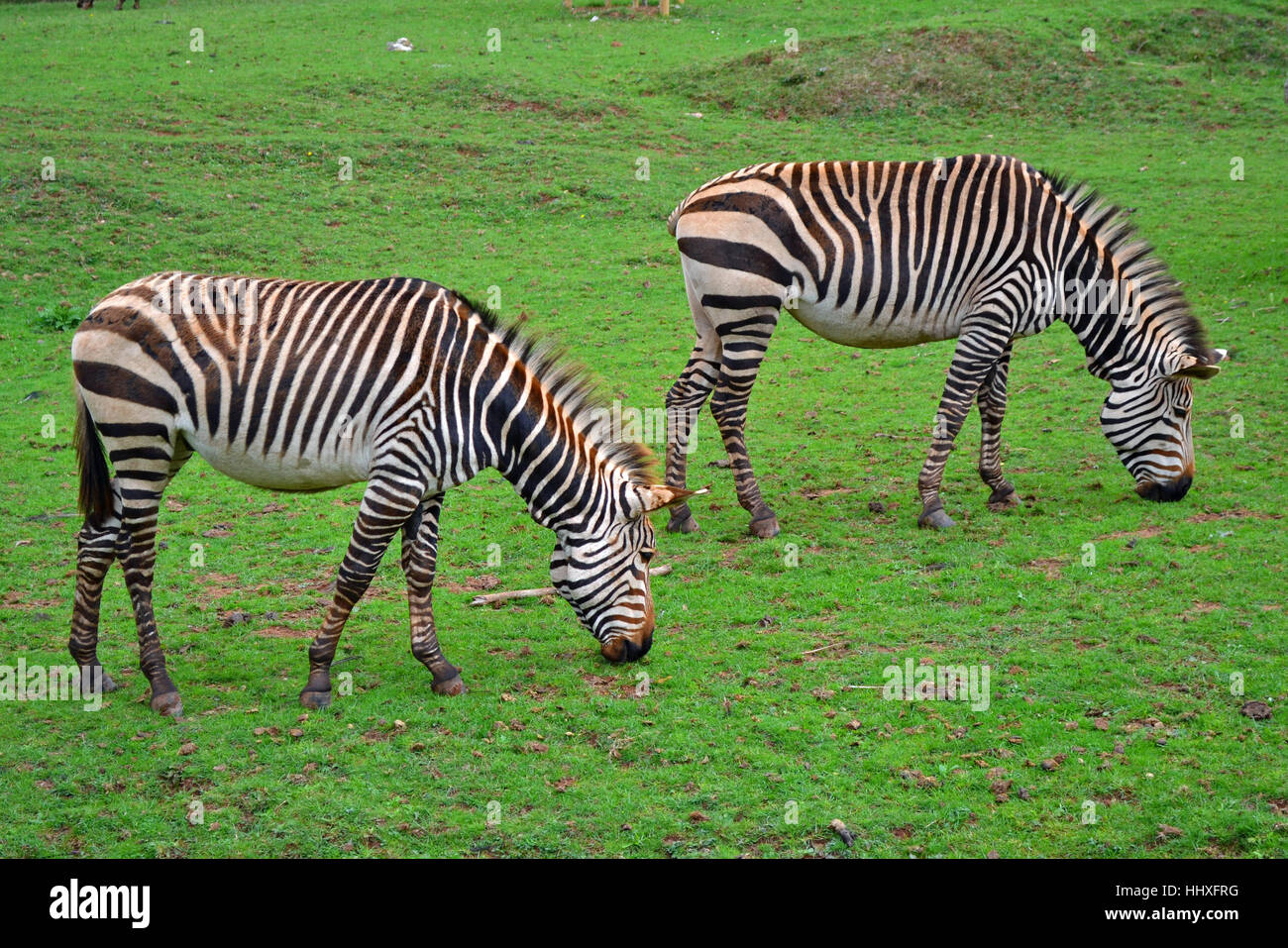 two zebras grazing on the grass at paignton zoo Stock Photo