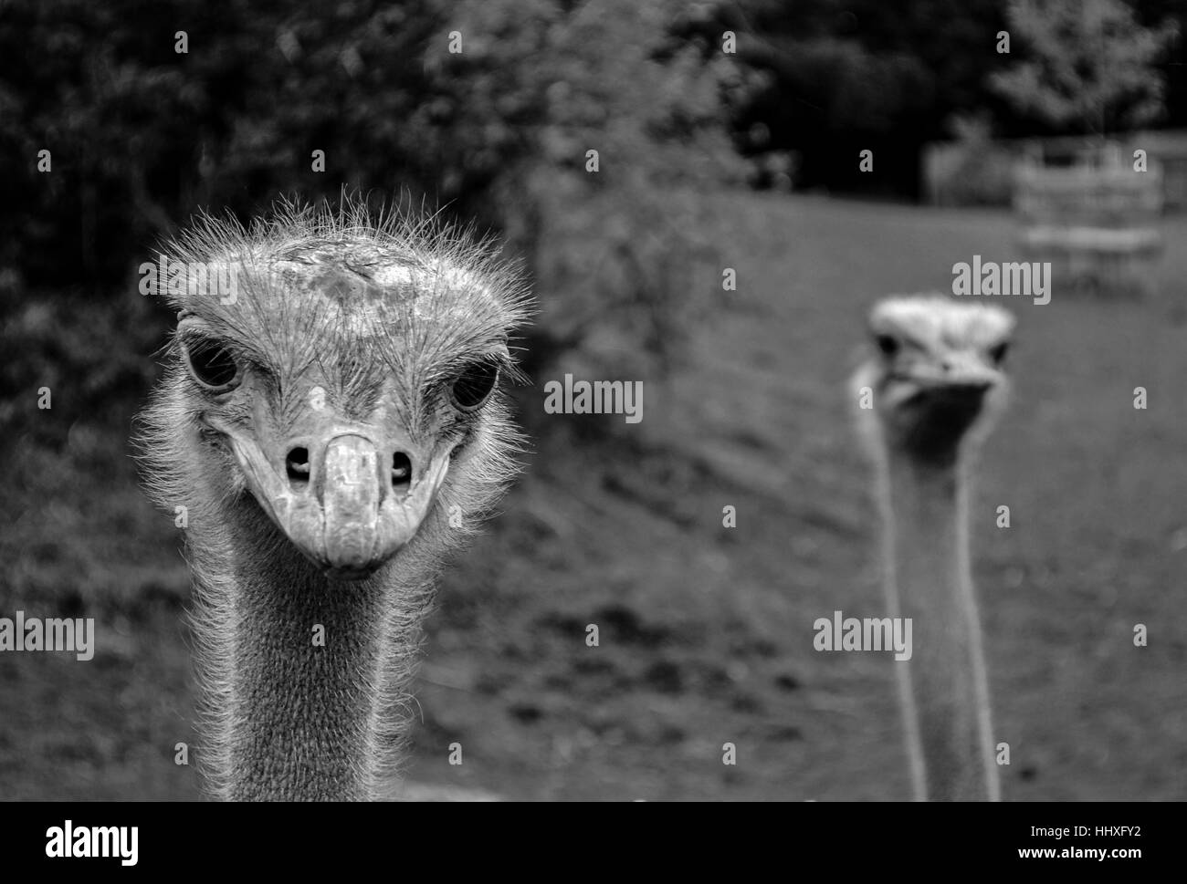 black and white photo of two ostriches looking towards the camera taken at paignton zoo Stock Photo