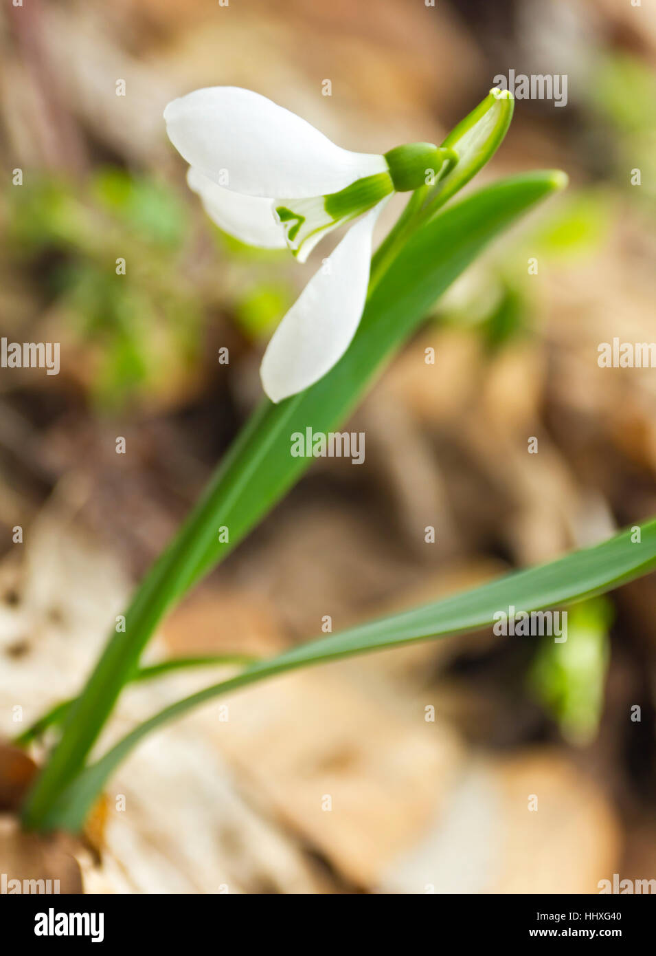 Beautiful snowdrop flower closeup Stock Photo