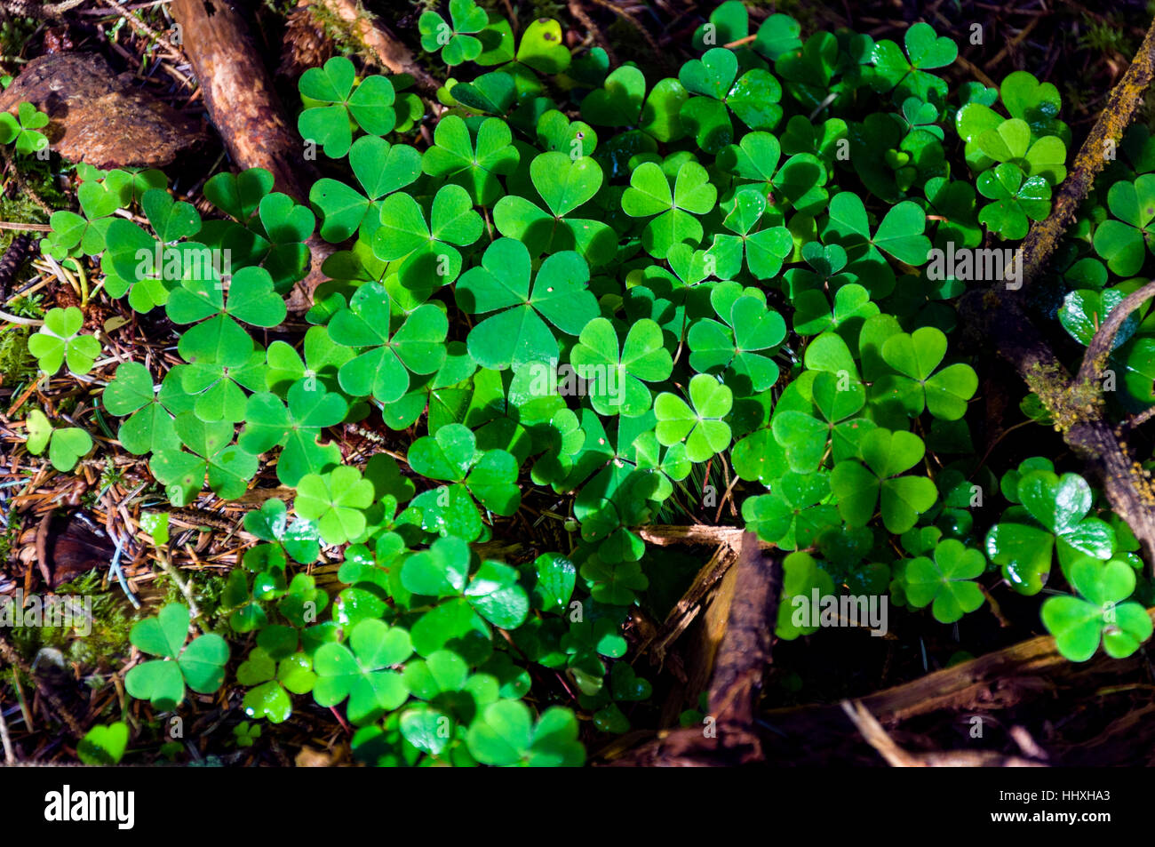 Irish shamrock in a wood, County Donegal, Ireland Stock Photo