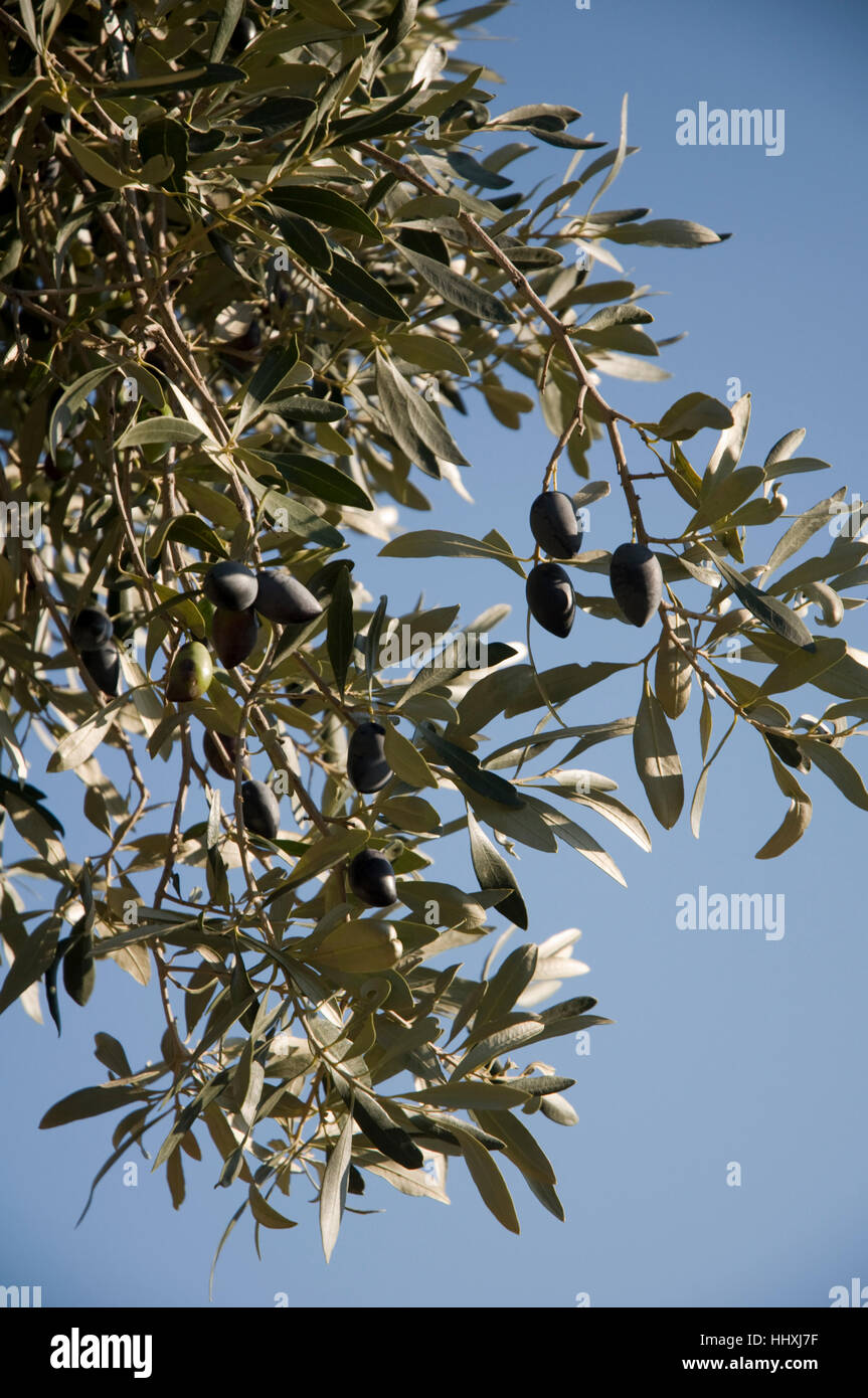 Kalamata black olives on the tree Stock Photo Alamy