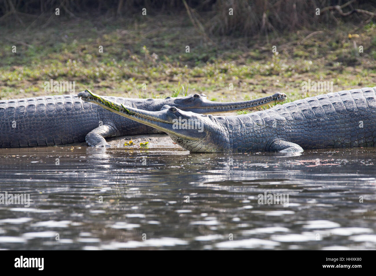 Gharial Crocodile, Chitwan National Park, Nepal Stock Photo